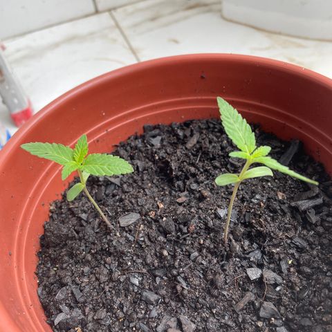 Fruit Spirit growlog timeline photo