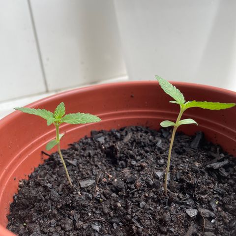 Fruit Spirit growlog timeline photo