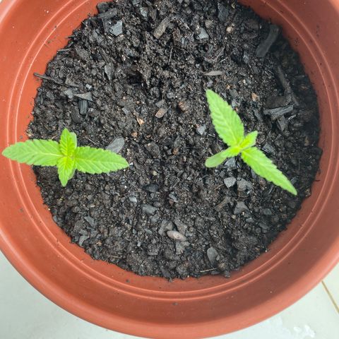 Fruit Spirit growlog timeline photo