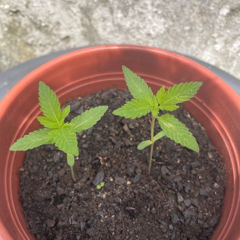 Fruit Spirit growlog timeline photo
