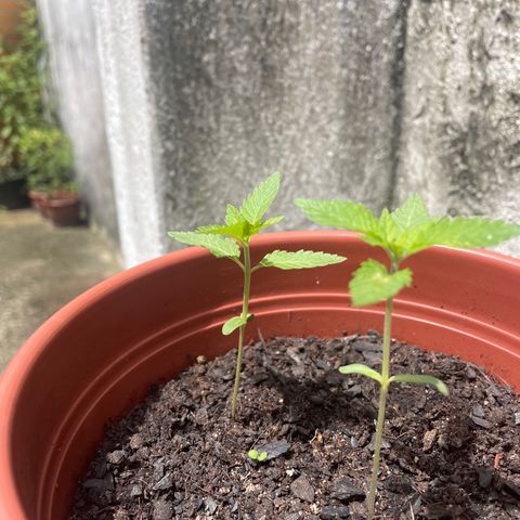 Fruit Spirit growlog timeline photo