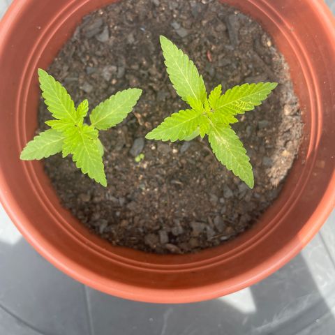 Fruit Spirit growlog timeline photo