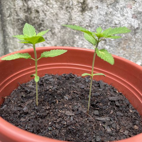 Fruit Spirit growlog timeline photo