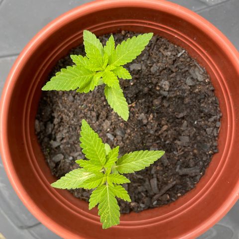 Fruit Spirit growlog timeline photo