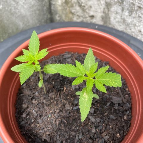 Fruit Spirit growlog timeline photo