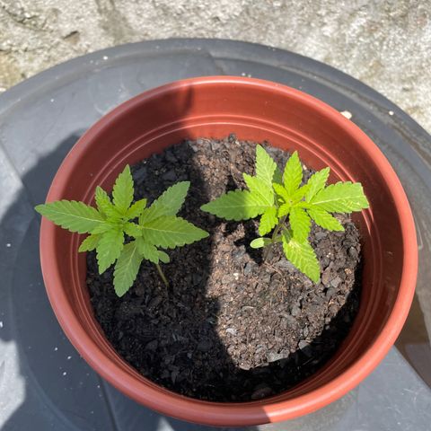 Fruit Spirit growlog timeline photo