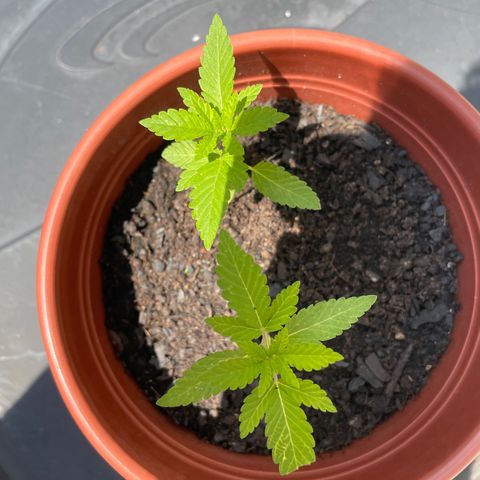 Fruit Spirit growlog timeline photo