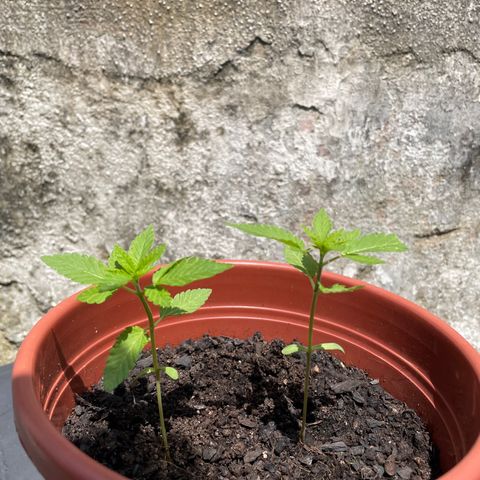 Fruit Spirit growlog timeline photo