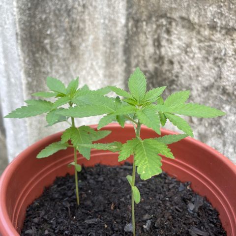 Fruit Spirit growlog timeline photo