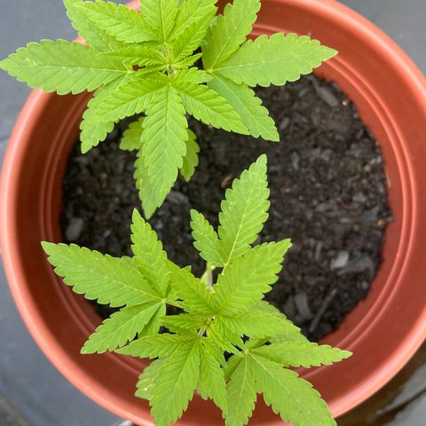 Fruit Spirit growlog timeline photo