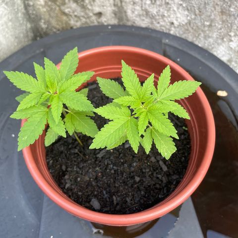 Fruit Spirit growlog timeline photo