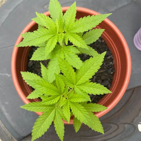 Fruit Spirit growlog timeline photo