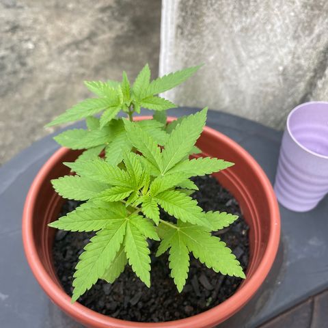 Fruit Spirit growlog timeline photo
