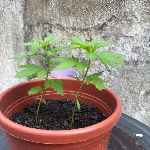 Fruit Spirit growlog timeline photo