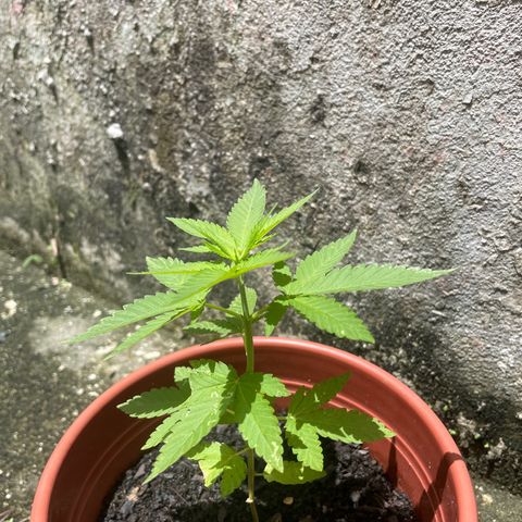 Fruit Spirit growlog timeline photo