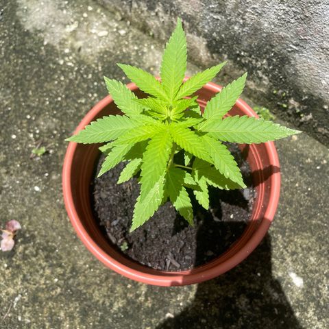 Fruit Spirit growlog timeline photo