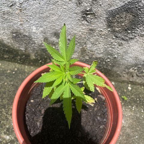 Fruit Spirit growlog timeline photo