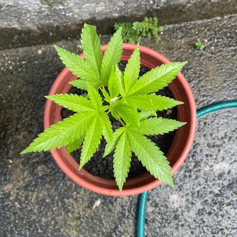 Fruit Spirit growlog timeline photo