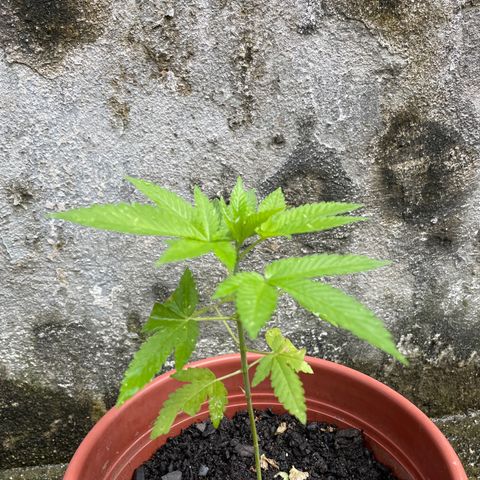 Fruit Spirit growlog timeline photo