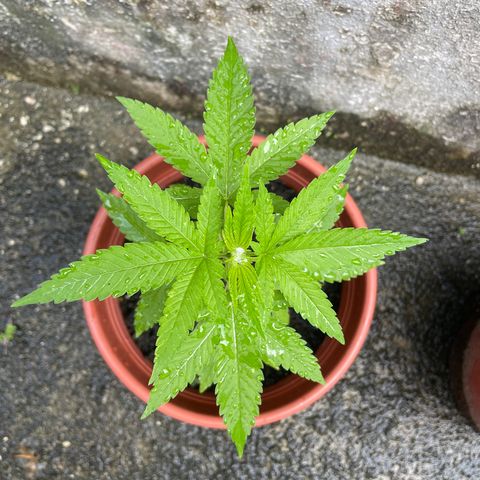 Fruit Spirit growlog timeline photo
