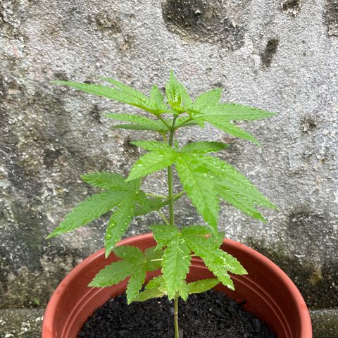 Fruit Spirit growlog timeline photo