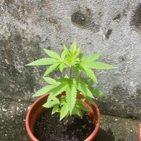 Fruit Spirit growlog timeline photo