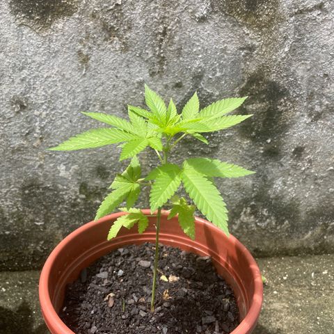 Fruit Spirit growlog timeline photo