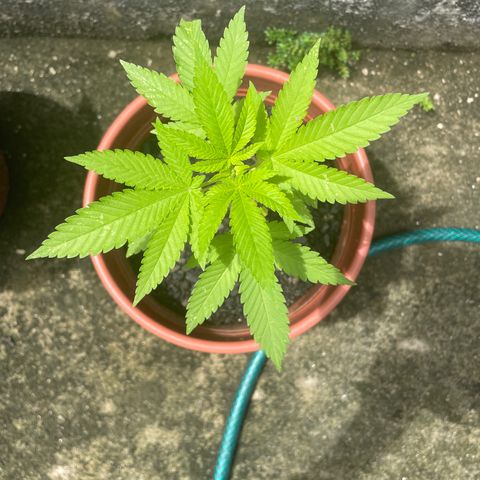 Fruit Spirit growlog timeline photo