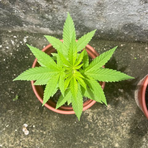 Fruit Spirit growlog timeline photo