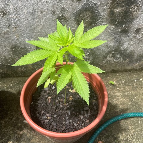 Fruit Spirit growlog timeline photo