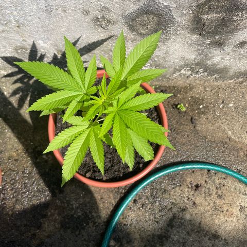 Fruit Spirit growlog timeline photo