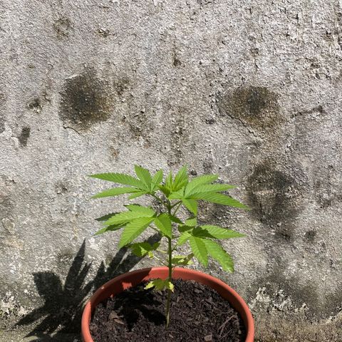 Fruit Spirit growlog timeline photo