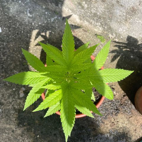 Fruit Spirit growlog timeline photo