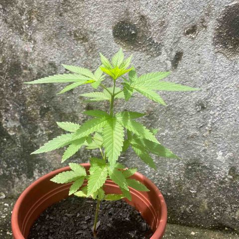 Fruit Spirit growlog timeline photo