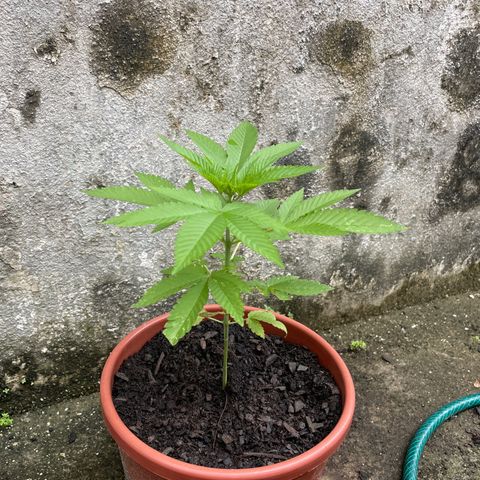 Fruit Spirit growlog photo: Weed 1: 24cm
Weed 2: 21cm