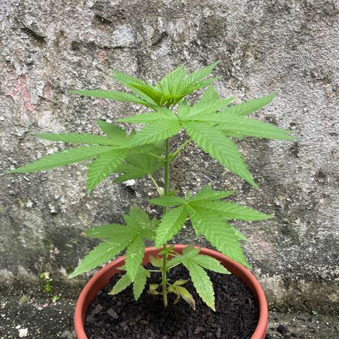 Fruit Spirit growlog photo: Weed 1: 24cm
Weed 2: 21cm
