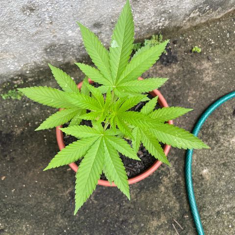 Fruit Spirit growlog photo: Weed 1: 24cm
Weed 2: 21cm