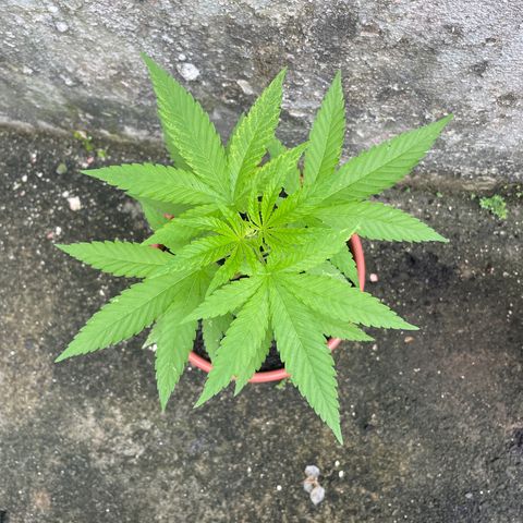 Fruit Spirit growlog photo: Weed 1: 24cm
Weed 2: 21cm