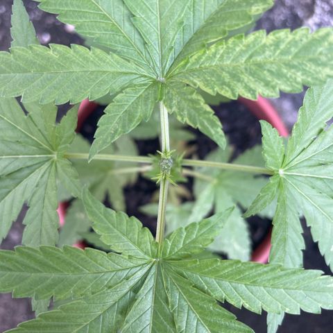 Fruit Spirit growlog photo: Cut on top of the plant