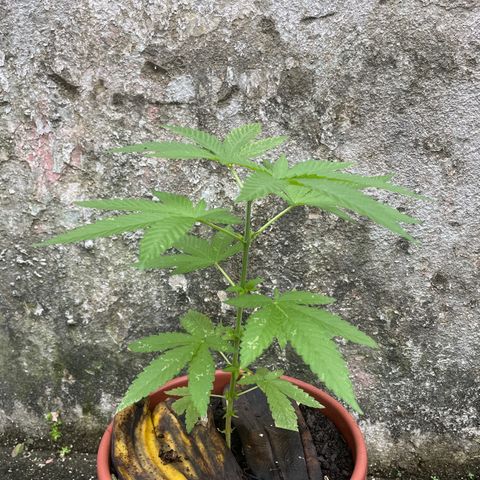 Fruit Spirit growlog timeline photo