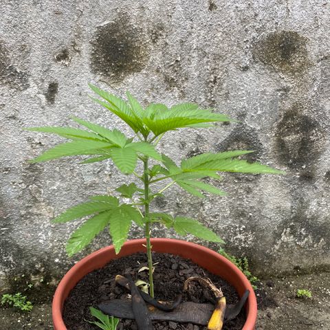 Fruit Spirit growlog timeline photo