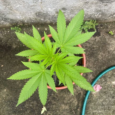 Fruit Spirit growlog timeline photo