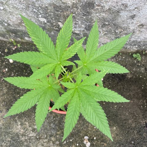 Fruit Spirit growlog timeline photo
