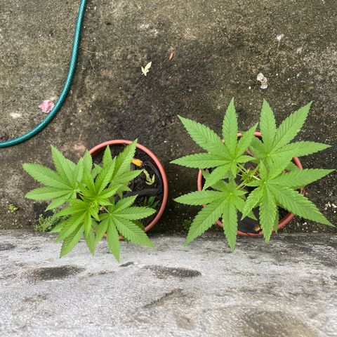 Fruit Spirit growlog timeline photo