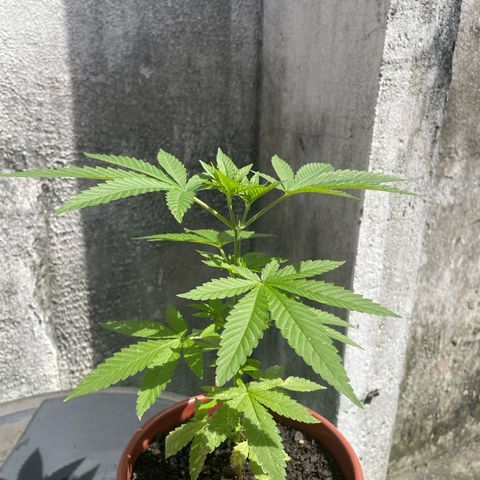 Fruit Spirit growlog timeline photo