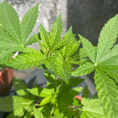 Fruit Spirit growlog timeline photo