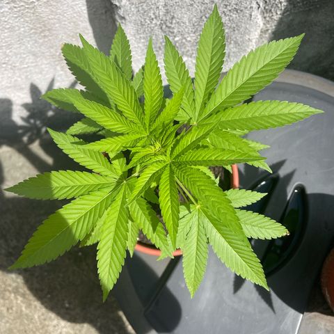 Fruit Spirit growlog timeline photo