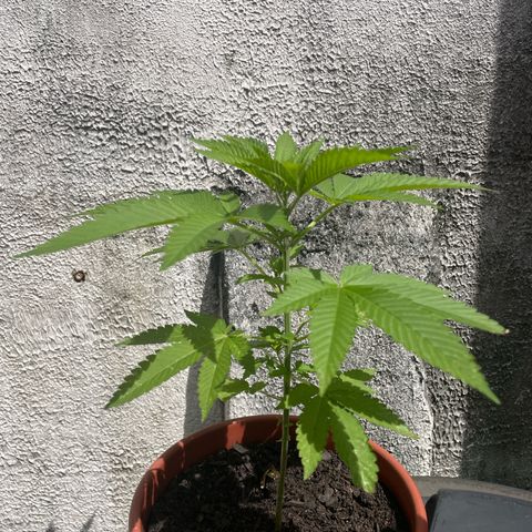 Fruit Spirit growlog timeline photo