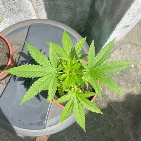 Fruit Spirit growlog timeline photo