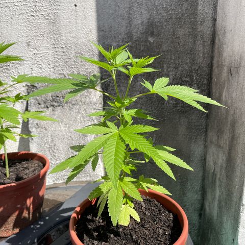Fruit Spirit growlog timeline photo